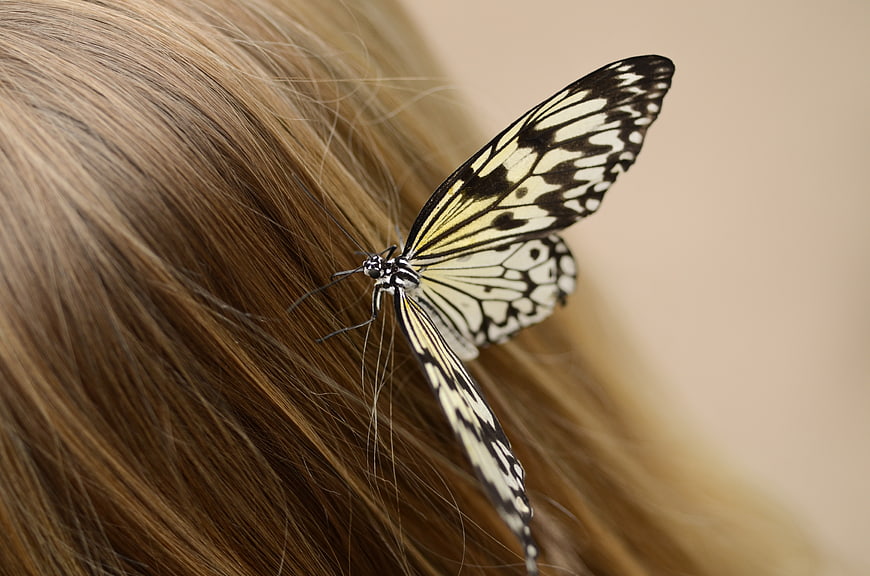 Close-up of black and white butterfly resting on blonde hair
