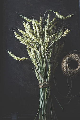 Rustic Bundle of Wheat Ears Tied with Twine on Dark Background