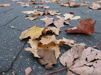 Dried Autumn Leaves Scattered on Gray Pavement