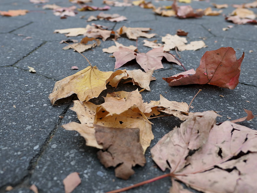Dried Autumn Leaves Scattered on Gray Pavement