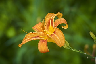 Close-up of Orange Daylily Flower in Green Garden