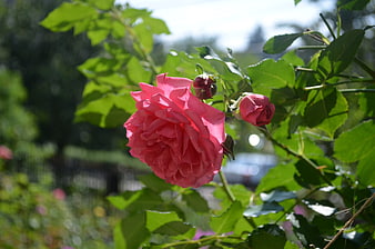 Vibrant Pink Rose Bloom in Sunlit Garden