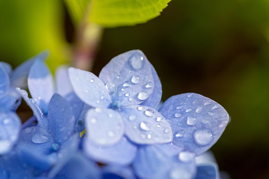 Close-up of blue hydrangea petals with water droplets