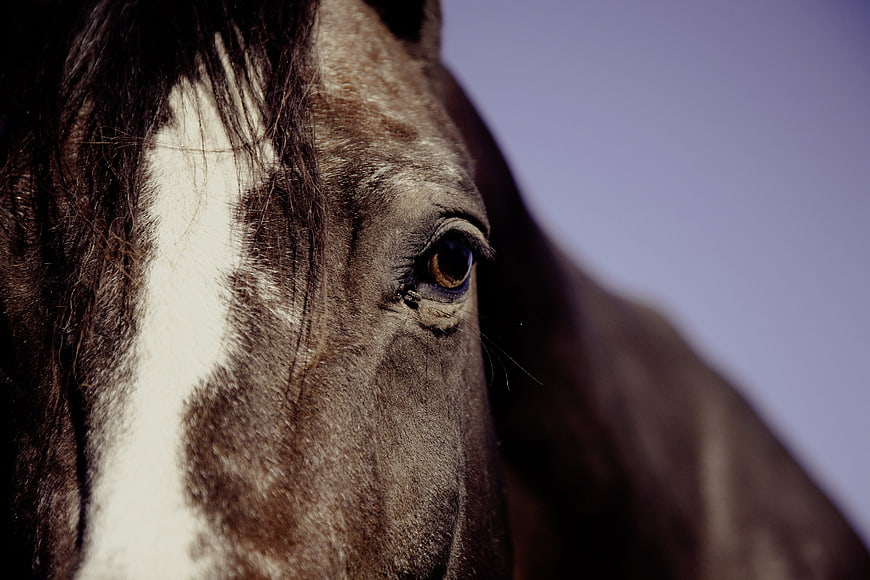 Close-up portrait of a brown horse eye with white blaze