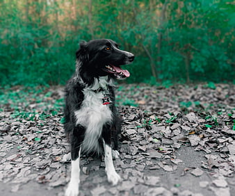 Black and white Border Collie sitting on forest path