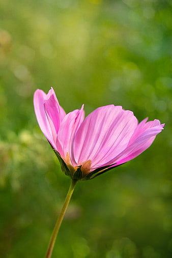 Pink Cosmos Flower Close-Up with Green Bokeh Background