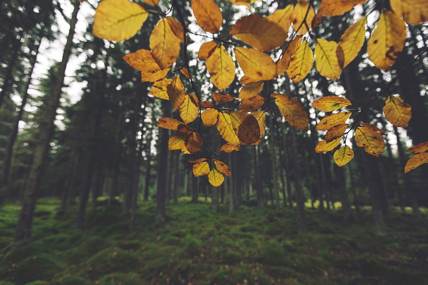 Yellow Autumn Leaves Hanging in a Mossy Forest