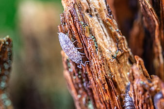 Close-up of a Woodlouse on Decaying Bark