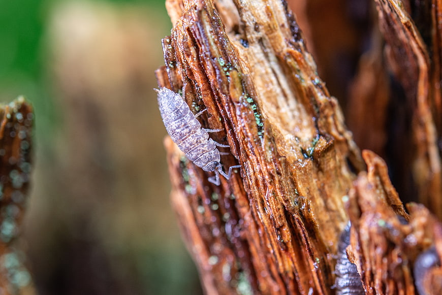 Close-up of a Woodlouse on Decaying Bark