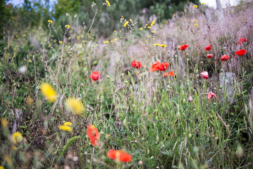 Vibrant red poppies and yellow wildflowers in a meadow