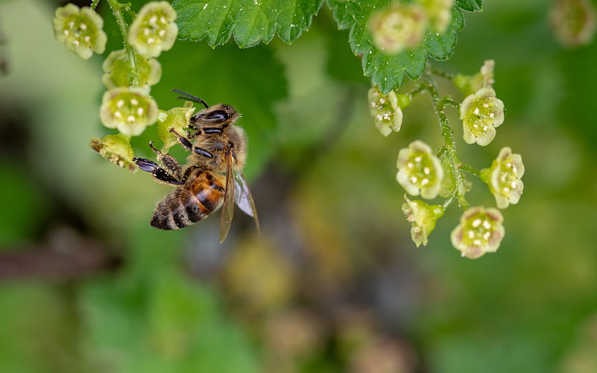 Honey Bee Pollinating Green Currant Flowers Macro