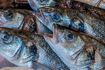 Close-up of Fresh Raw Fish Heads with Detailed Scales