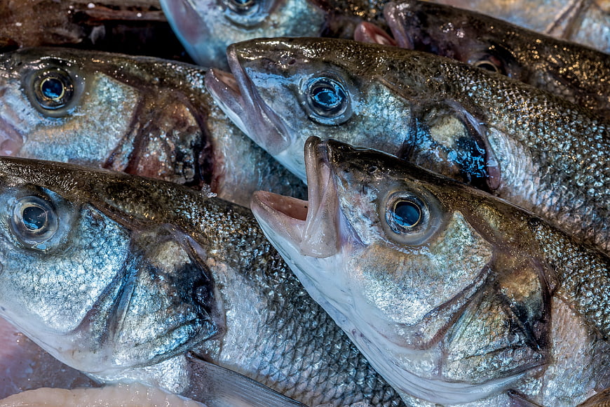 Close-up of Fresh Raw Fish Heads with Detailed Scales