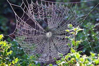 Dew-covered spider web in green foliage