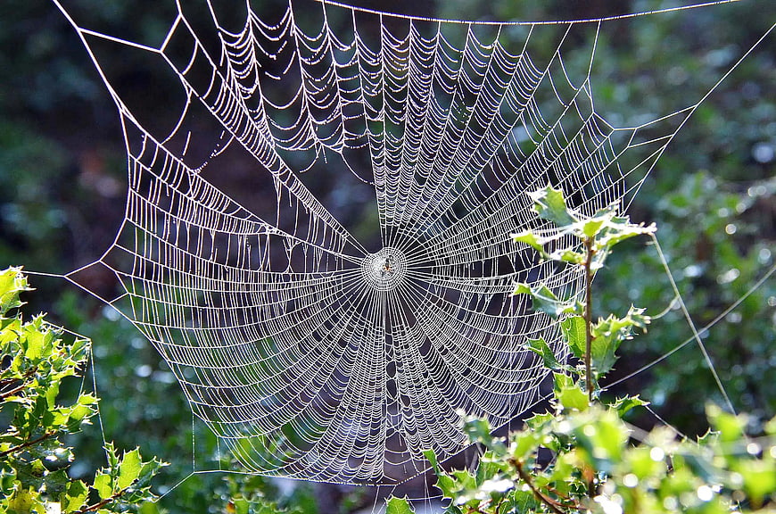 Dew-covered spider web in green foliage