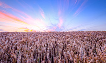Golden wheat field under dramatic pink and blue sunset sky