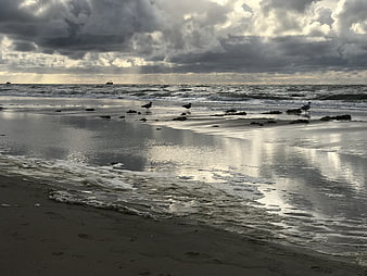 Seagulls on wet beach under dramatic cloudy sky