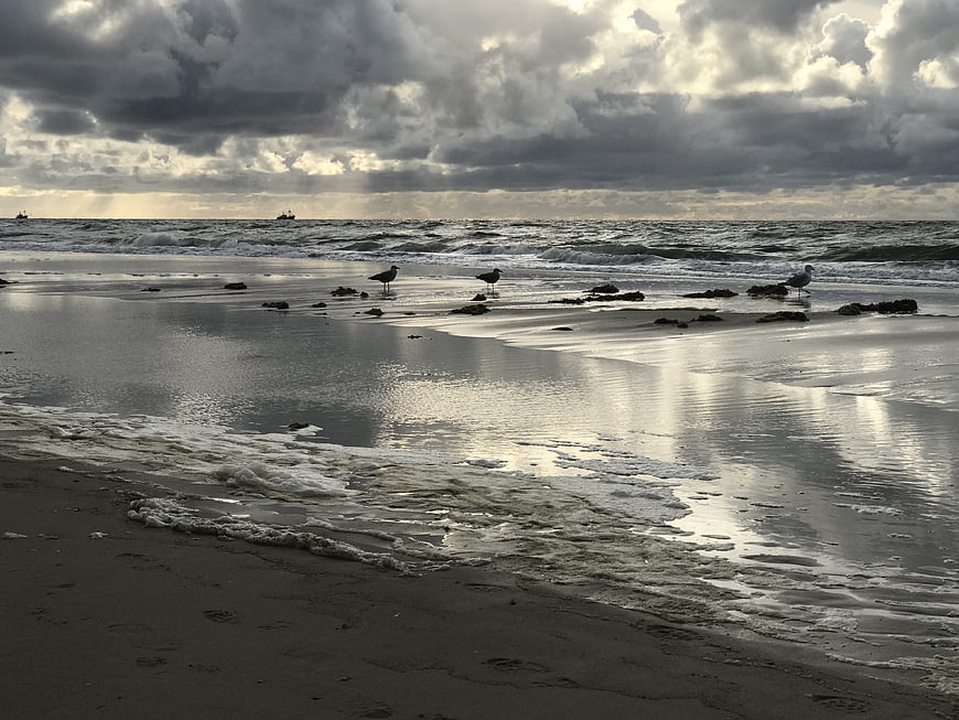 Seagulls on wet beach under dramatic cloudy sky