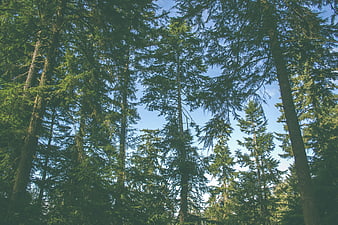Low angle view of tall pine trees against blue sky
