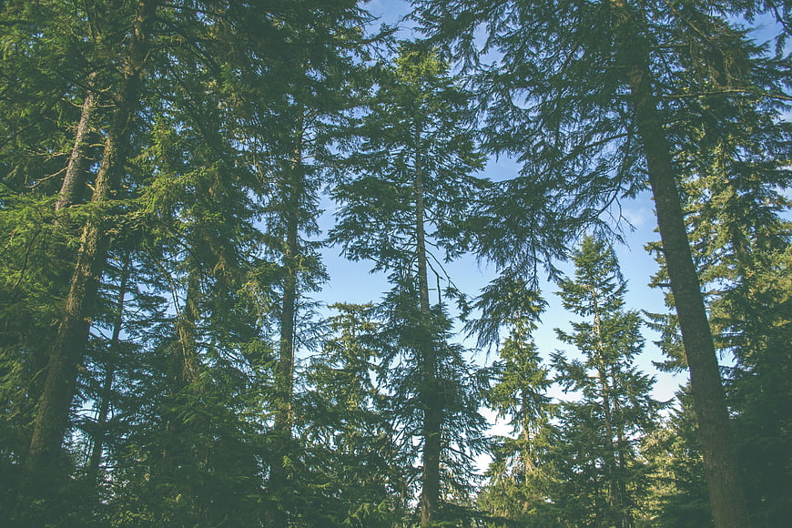 Low angle view of tall pine trees against blue sky