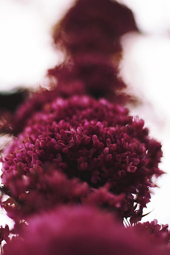 Close-up of vibrant purple red clover flower