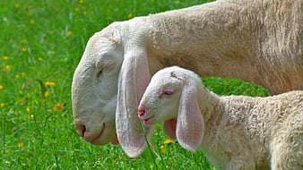 Mother sheep and lamb grazing in green meadow