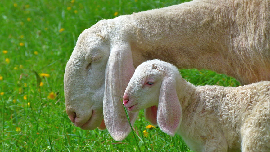Mother sheep and lamb grazing in green meadow