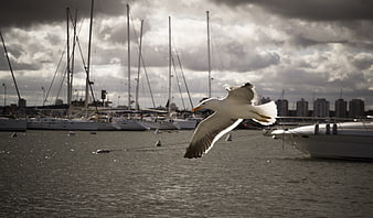 Seagull Flying Over Marina With Sailboats And City Skyline