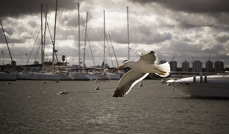 Seagull Flying Over Marina With Sailboats And City Skyline