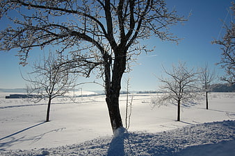 Frost-covered trees in a snowy winter landscape