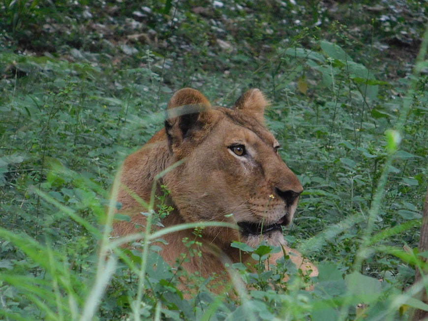 Lioness resting in lush green forest undergrowth
