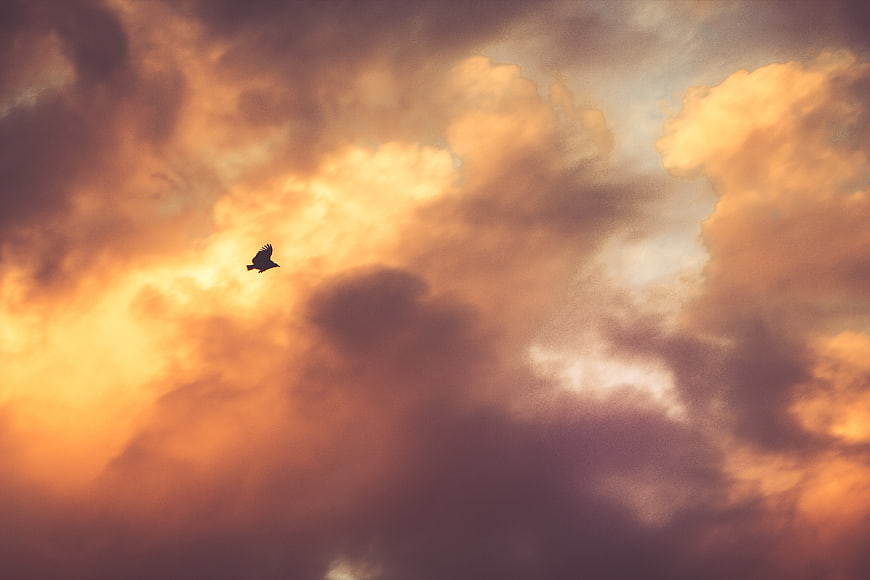 Silhouette of bird flying against dramatic sunset clouds