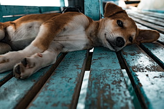 Relaxed brown and white dog resting on weathered blue wooden bench