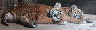 Two sleeping tiger cubs resting on concrete