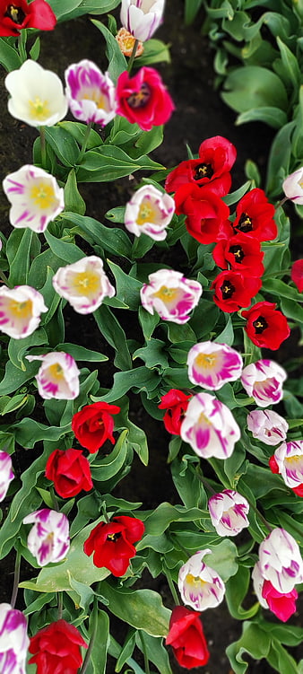 Top View of Red and White Tulips in Garden