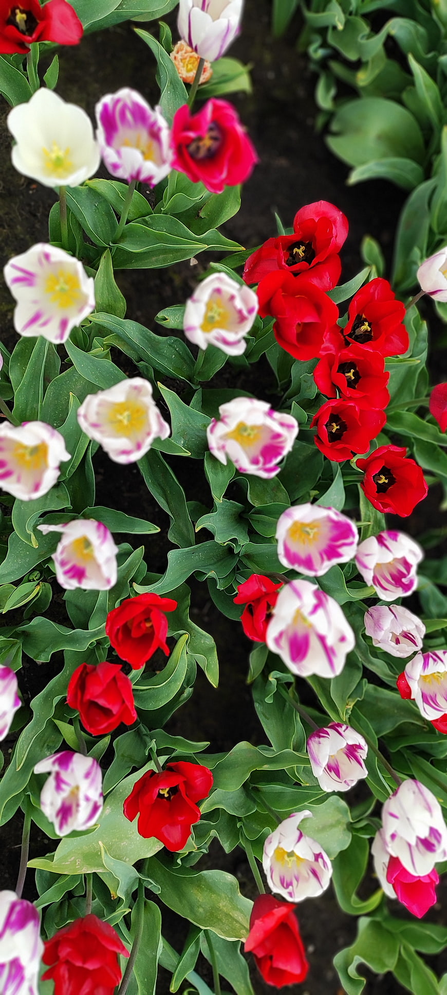 Top View of Red and White Tulips in Garden