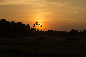 Silhouette of palm trees against golden sunset sky