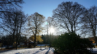 Sunny Winter Landscape with Snow and Bare Trees
