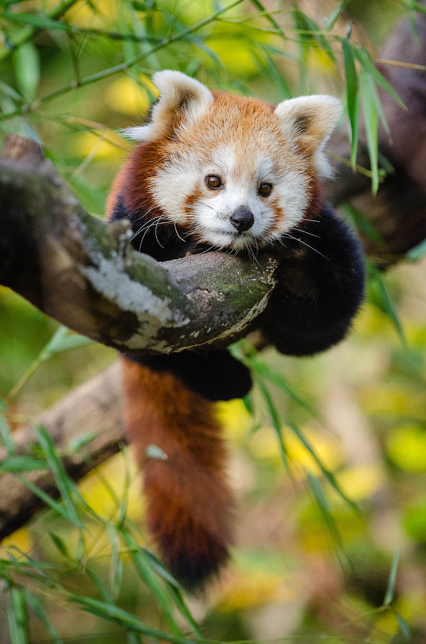 Cute Red Panda Resting on Tree Branch in Forest