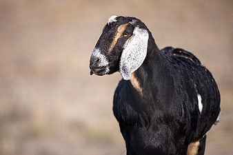 Portrait of a black goat with white ears in a field