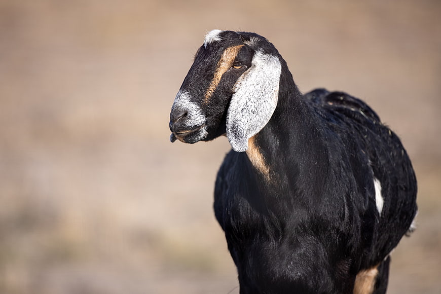 Portrait of a black goat with white ears in a field