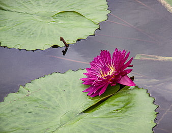 Vibrant Pink Water Lily on Green Lily Pad in Pond