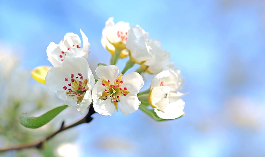 Close-up of White Spring Blossoms with Red Stigma