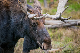Close-up portrait of a large bull moose with antlers