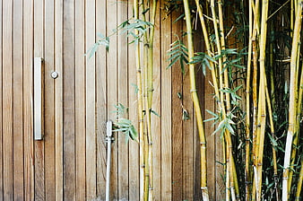 Modern wooden gate with bamboo stalks and metal handle