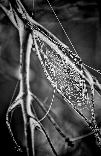 Black and white spider web on tree branches