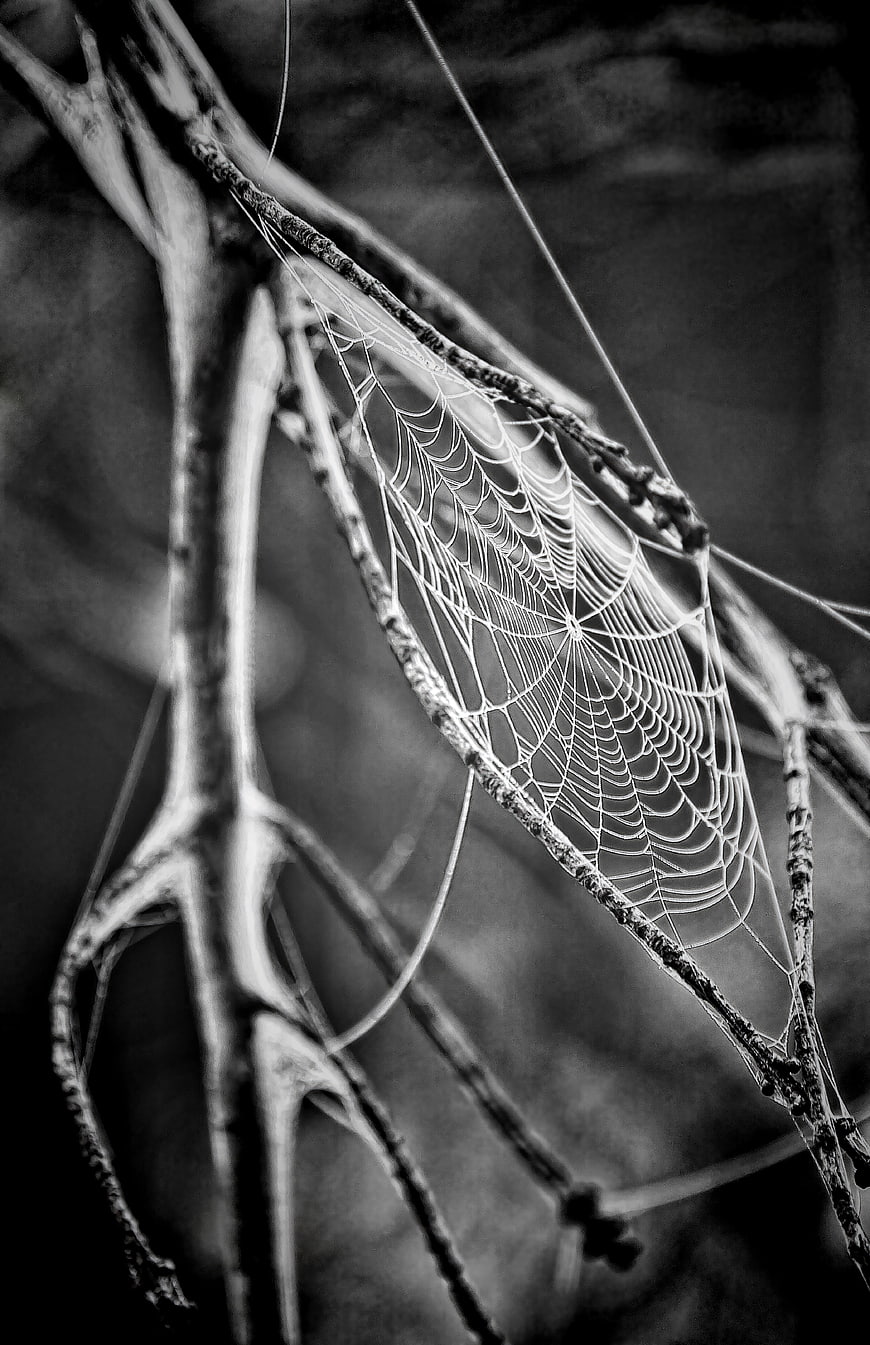 Black and white spider web on tree branches