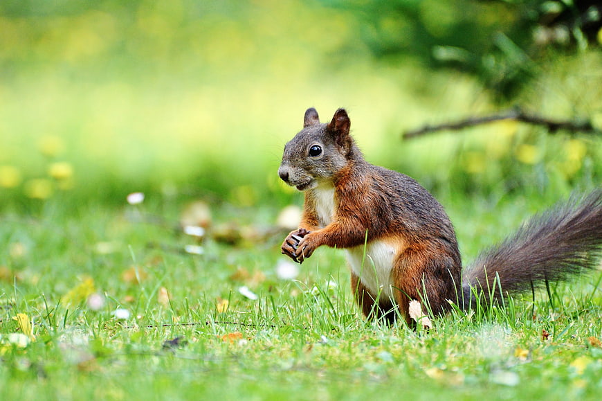 Red Squirrel Eating Nut in Green Grass