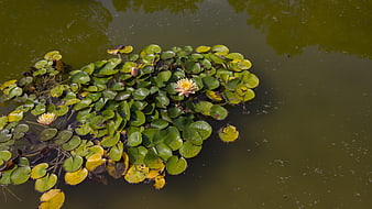 Yellow Water Lilies Floating on Murky Pond Water