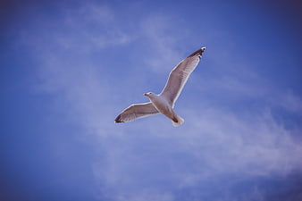 Seagull Soaring Against Blue Sky with Wispy Clouds